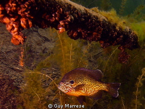 Pumpkin seed sunfish showing off its colors. Zebra mussel... by Guy Marrese 
